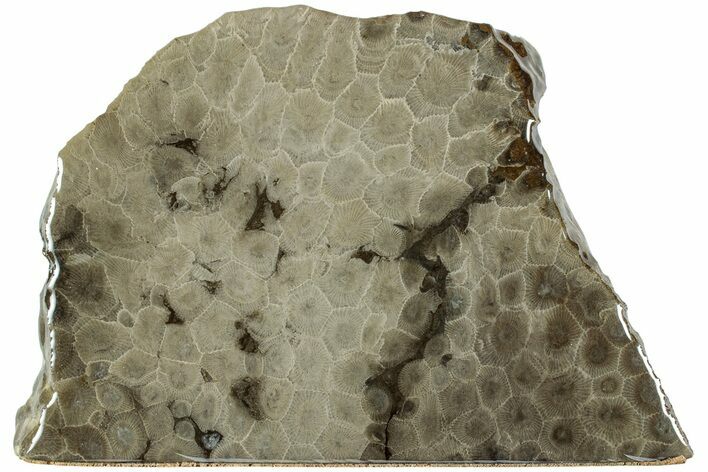 Free-Standing, Petoskey Stone (Fossil Coral) Section - Michigan #227554